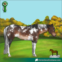 Horse Color:White Spotted Brown Tobiano Rabicano 