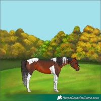 Horse Color:Bay Tobiano 