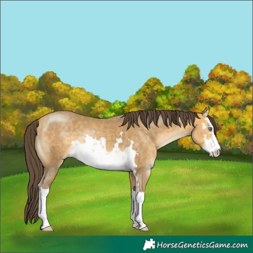 Horse Color:White Spotted Sable Cream Champagne 