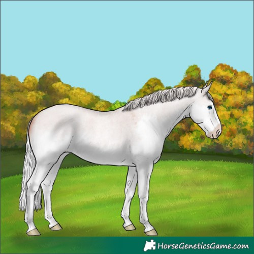 Horse Color:Silver Sable Champagne Roan Dun Mushroom Splash Rabicano 