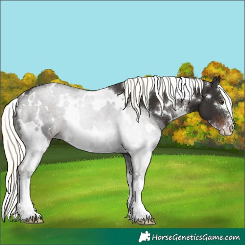 Horse Color:White Spotted Liver Chestnut Mushroom Sabino 
