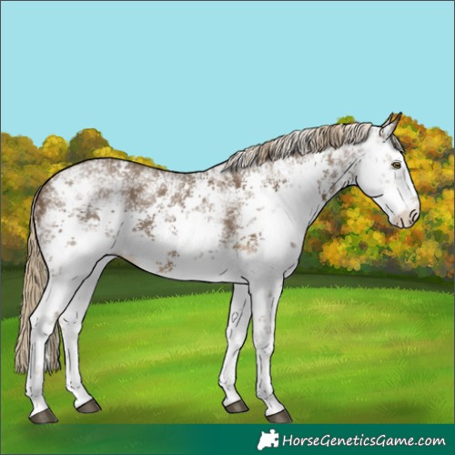 Horse Color:White Spotted Chocolate Palomino Mushroom Sabino 