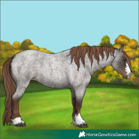 Horse Color:Liver Red Roan 