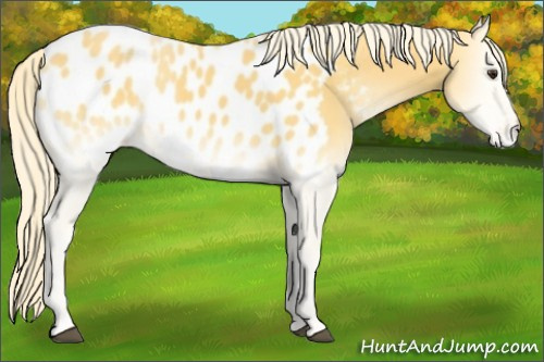 Horse Color:Palomino Onyx Appaloosa 