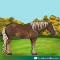 Horse Color:Chocolate Palomino 