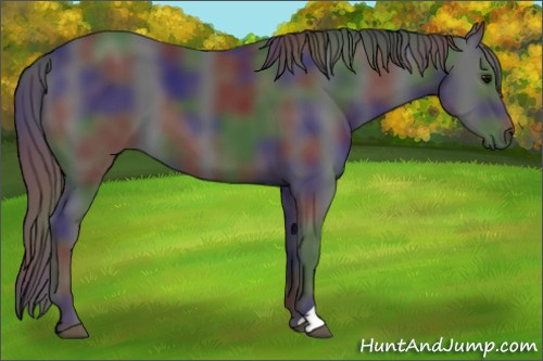 Horse Color:Nacre Black 