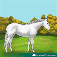 Horse Color:White Spotted Silver Black Chinchilla Sabino Frame Appaloosa Rabicano 