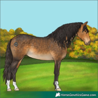 Horse Color:Buckskin 