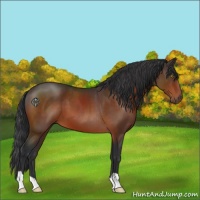 Horse Color:Brown 