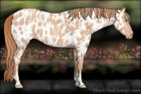 Horse Color:Gold Champagne Appaloosa  and Gold Champagne Appaloosa 