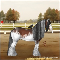 Horse Color:White Spotted Bay 