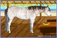 Horse Color:White Spotted Bay Roan Splash  and White Spotted Bay Roan Splash 