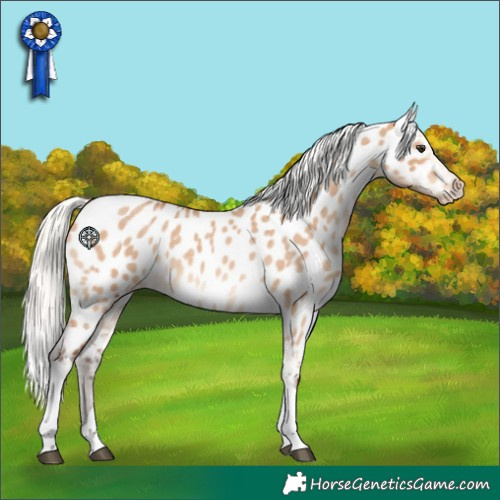 Horse Color:Silver Bay Roan Dun Tobiano Appaloosa 