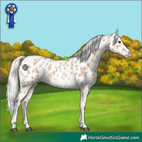 Horse Color:Silver Bay Roan Dun Tobiano Appaloosa 
