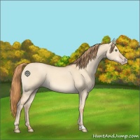 Horse Color:Gold Champagne Dun