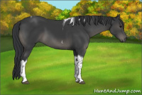 Horse Color:Black Tobiano