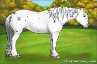 Horse Color:Brown Sabino Splash