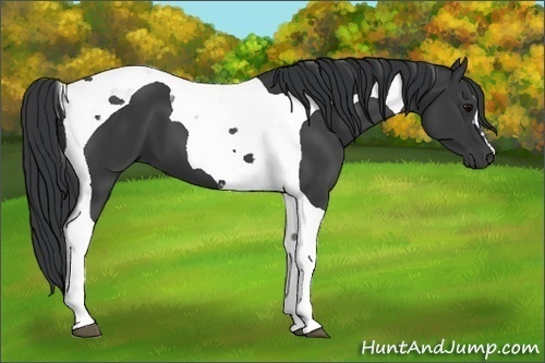 Horse Color:Black Tobiano 