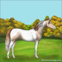 Horse Color:Classic Champagne Pearl Tobiano 