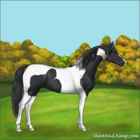 Horse Color:Black Tobiano 