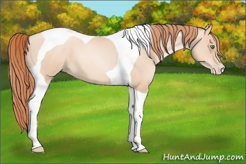 Horse Color:Classic Champagne Pearl Tobiano 