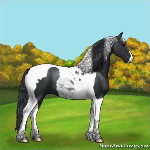 Horse Color:Black Tobiano 