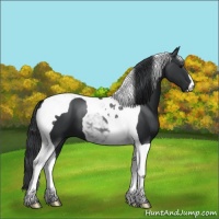 Horse Color:Black Tobiano 