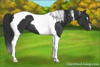 Horse Color:Black Tobiano 