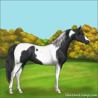 Horse Color:Black Tobiano 