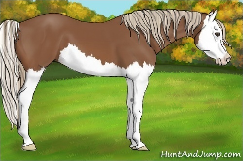 Horse Color:Chestnut Splash
