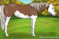 Horse Color:Chestnut Splash 