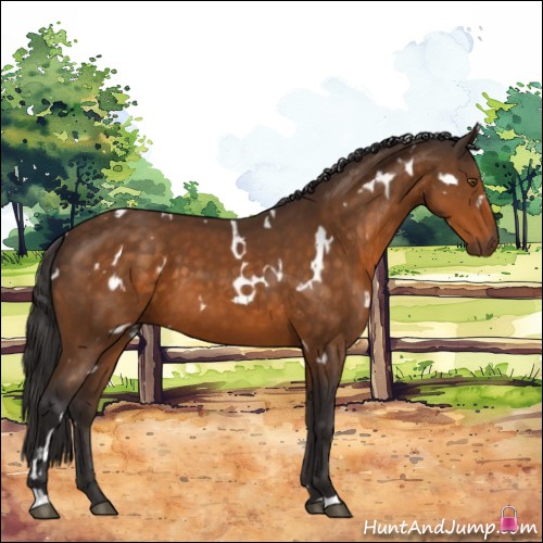 Horse Color:White Spotted Buckskin 