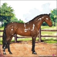 Horse Color:White Spotted Buckskin 