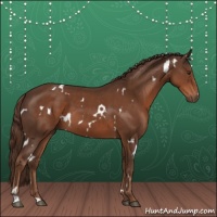 Horse Color:White Spotted Liver Chestnut 