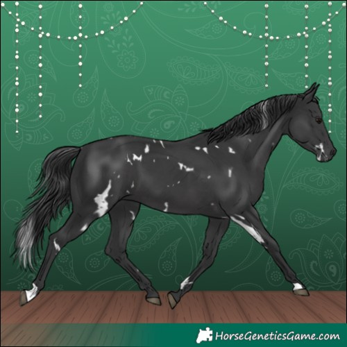 Horse Color:White Spotted Black