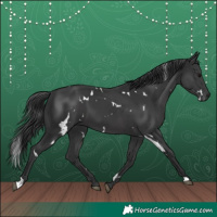 Horse Color:White Spotted Black 