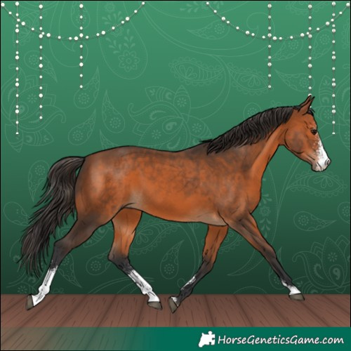 Horse Color:Bay Sabino