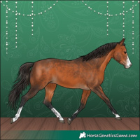 Horse Color:Bay Sabino 