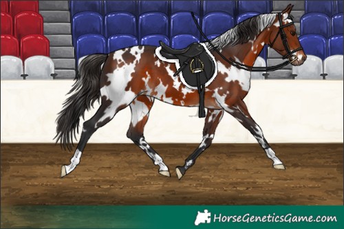 Horse Color:White Spotted Bay