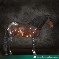 Horse Color:White Spotted Brown 