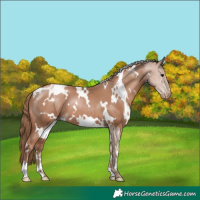 Horse Color:White Spotted Black Pearl