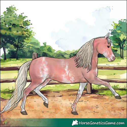 Horse Color:Watercolor White Spotted Chestnut Splash 