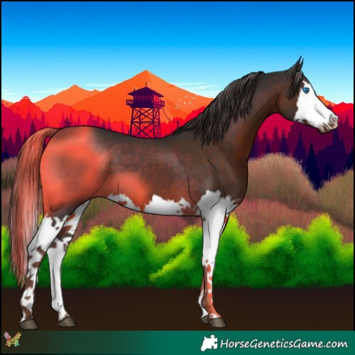 Horse Color:Liver Chestnut Splash 