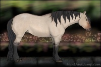 Horse Color:Bay Roan Dun 