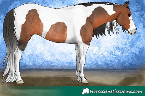 Horse Color:Brown Tobiano Rabicano 