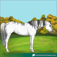 Horse Color:Black Sabino Frame