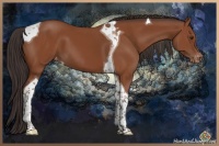 Horse Color:Brown Tobiano Appaloosa 