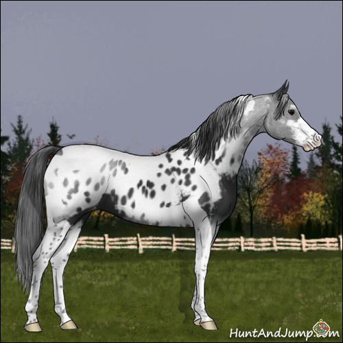 Horse Color:Black Sabino Tobiano Appaloosa 