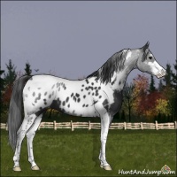 Horse Color:Black Sabino Tobiano Near Leopard 