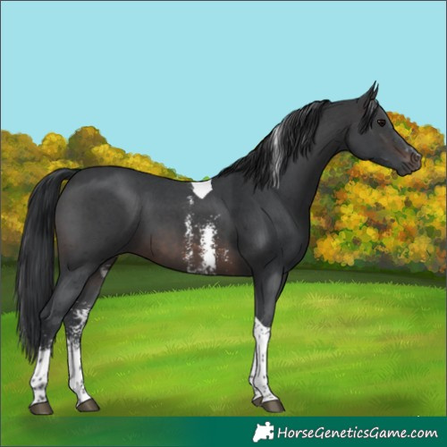 Horse Color:Brown Sabino Tobiano 